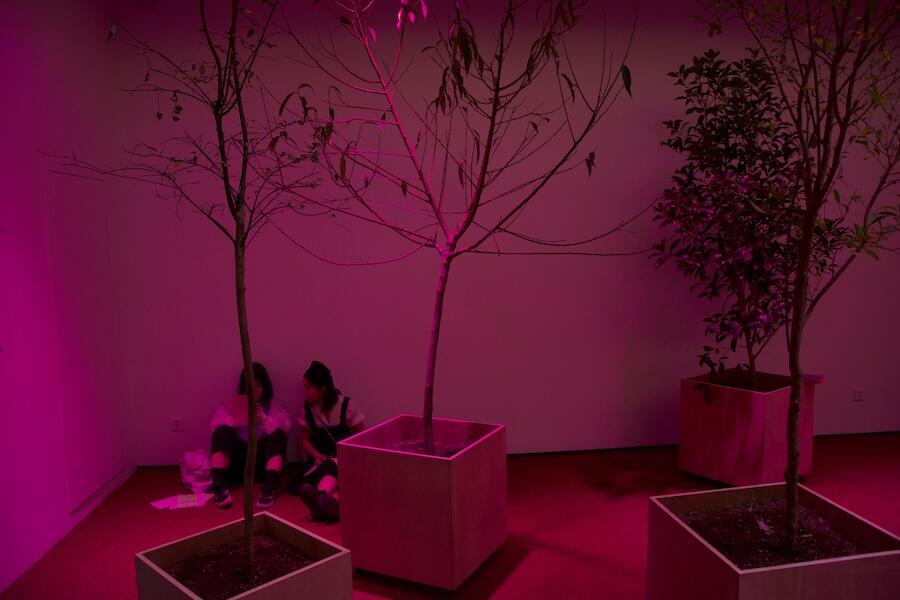 Asad Raza, Root Sequence. Mother Tongue, Rockbund Museum, 2017. Courtesy of the artist