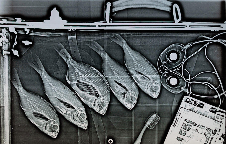 rafram-chaddad-fish-smuggler